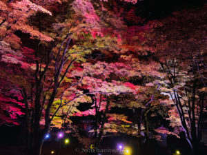 土津神社京都イロハモミジ｜ライトアップ