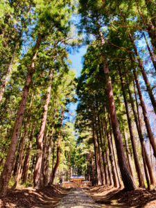 土津神社奥之院参道