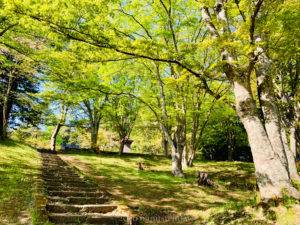 土津神社女坂｜青もみじ
