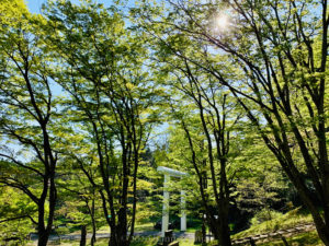 土津神社京都イロハモミジ｜青もみじ