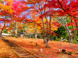 土津神社女坂｜京都イロハモミジ