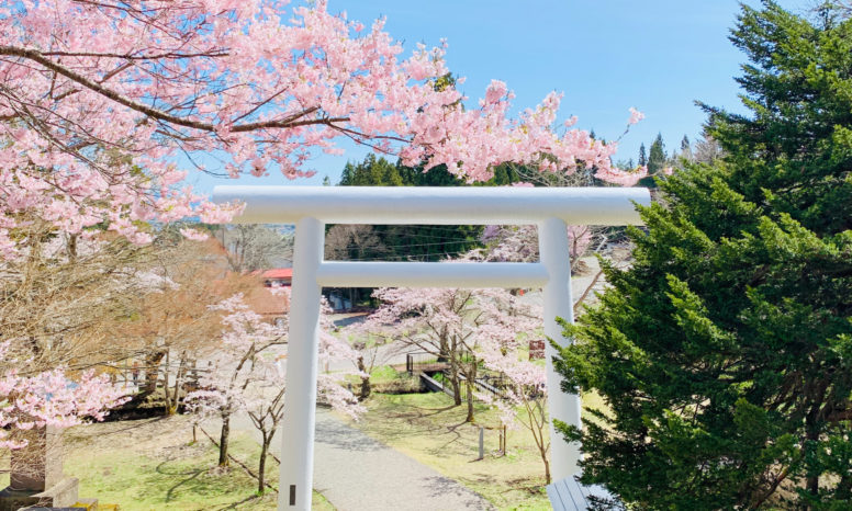 桜花爛漫の土津神社白大鳥居