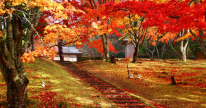 土津神社女坂｜京都イロハモミジ