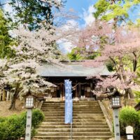 桜花爛漫の土津神社境内