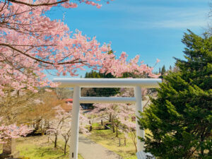 桜花爛漫の土津神社白大鳥居