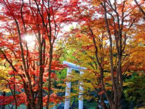 京都イロハモミジ｜土津神社白大鳥居